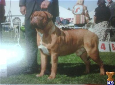 Dogue De Bordeaux Puppies